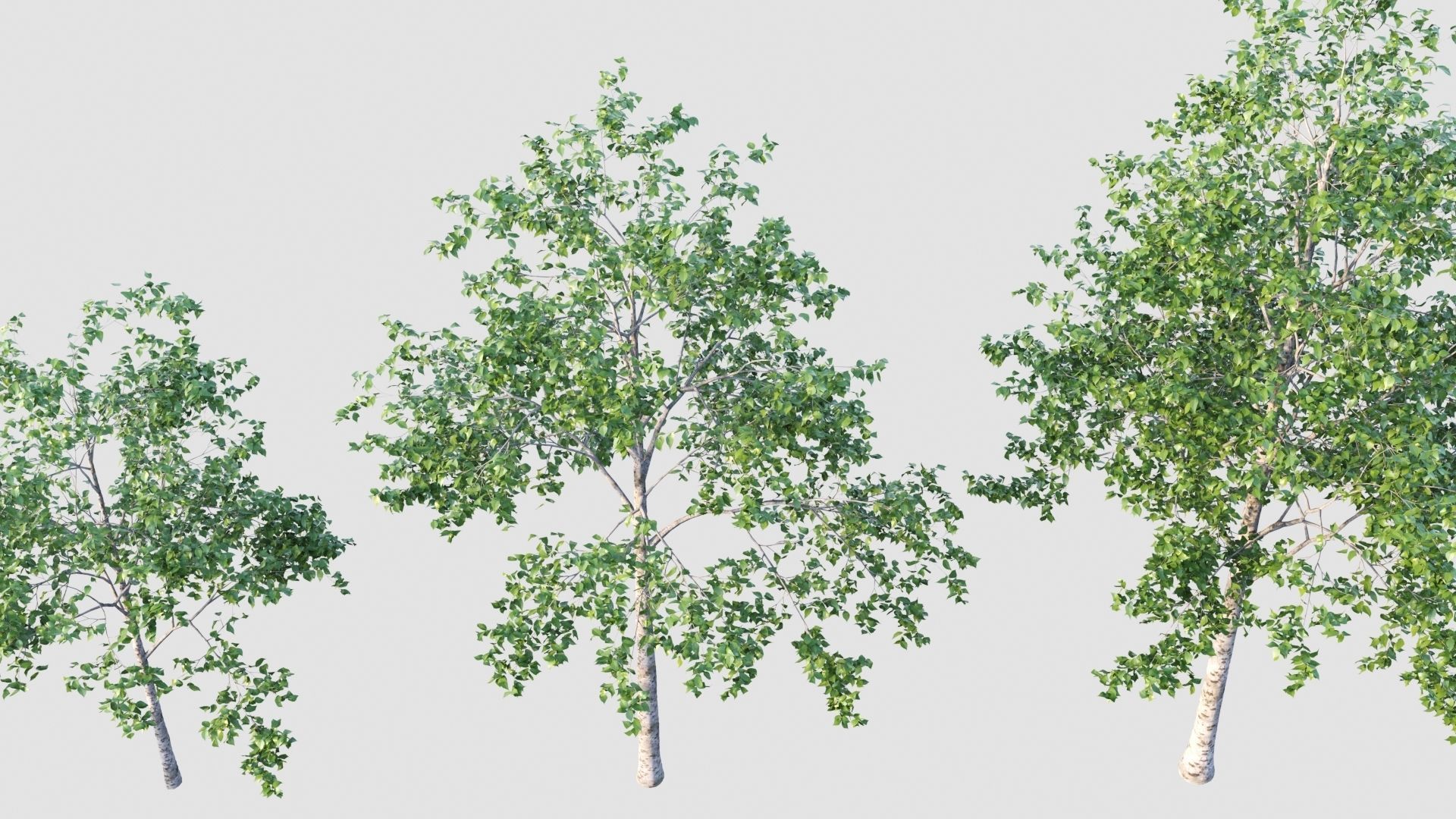 birch tree 3D model_2