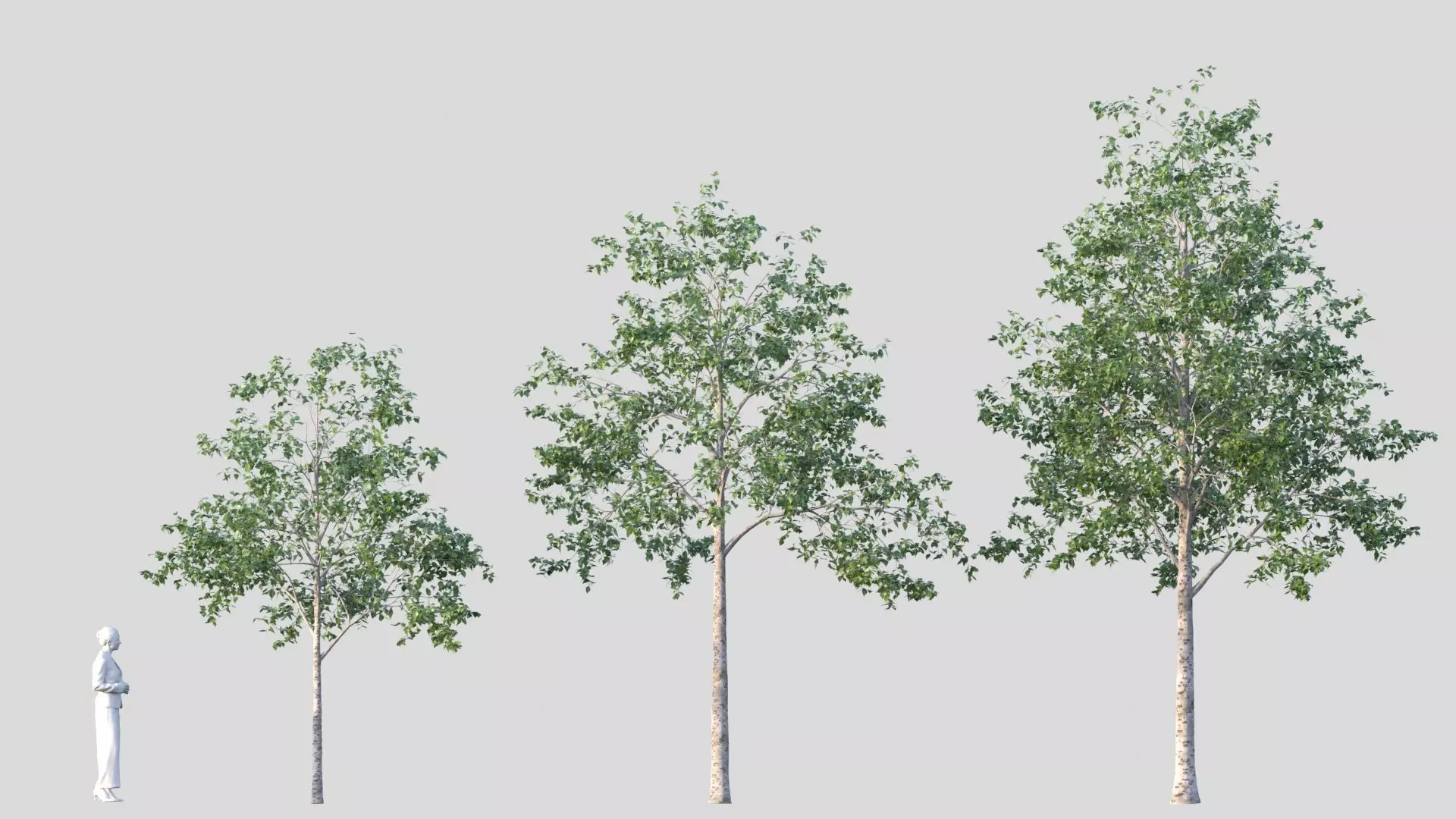 birch tree 3D model_0