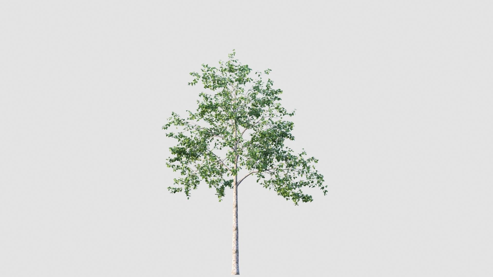 birch tree 3D model_4