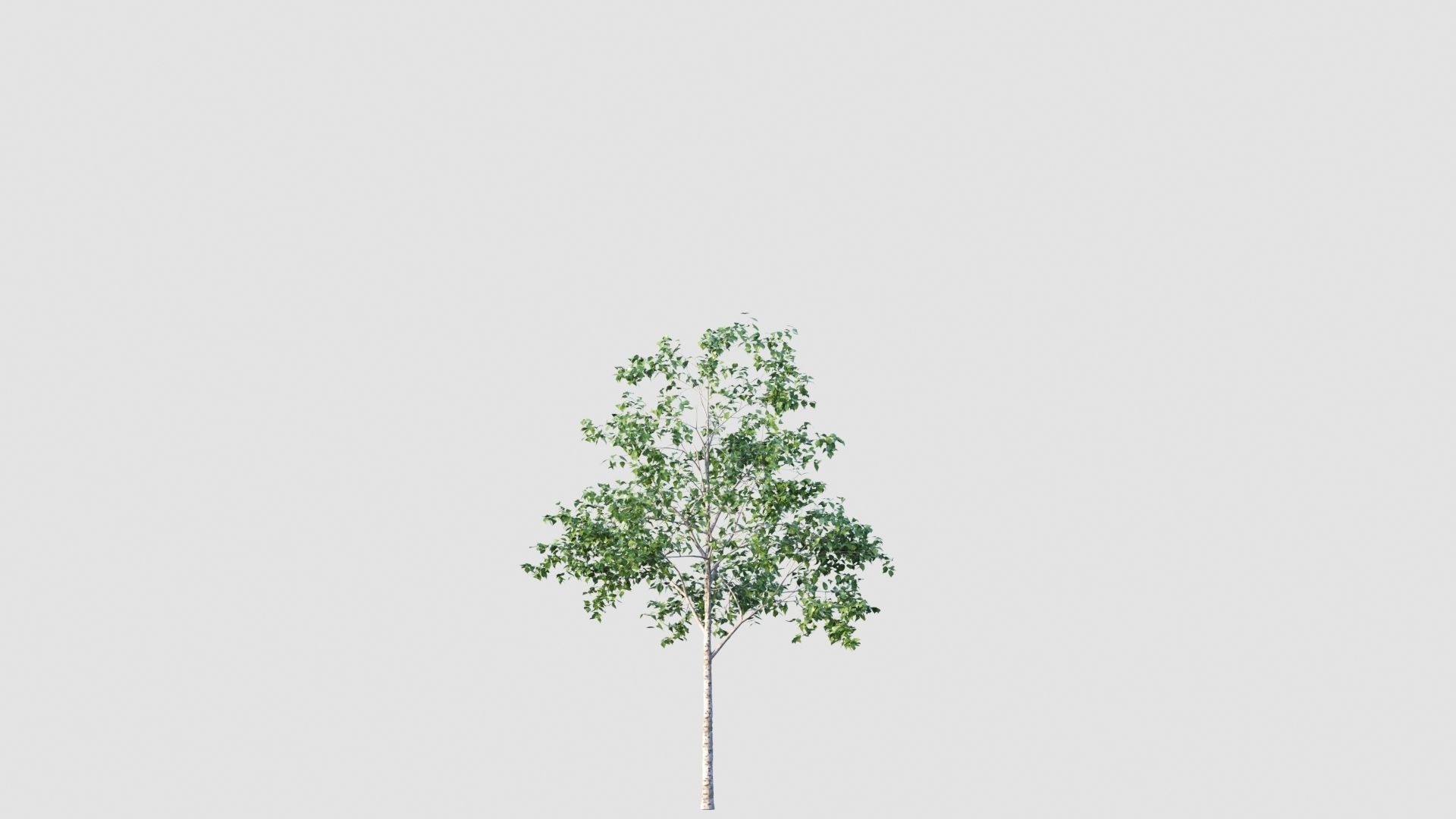 birch tree 3D model_3