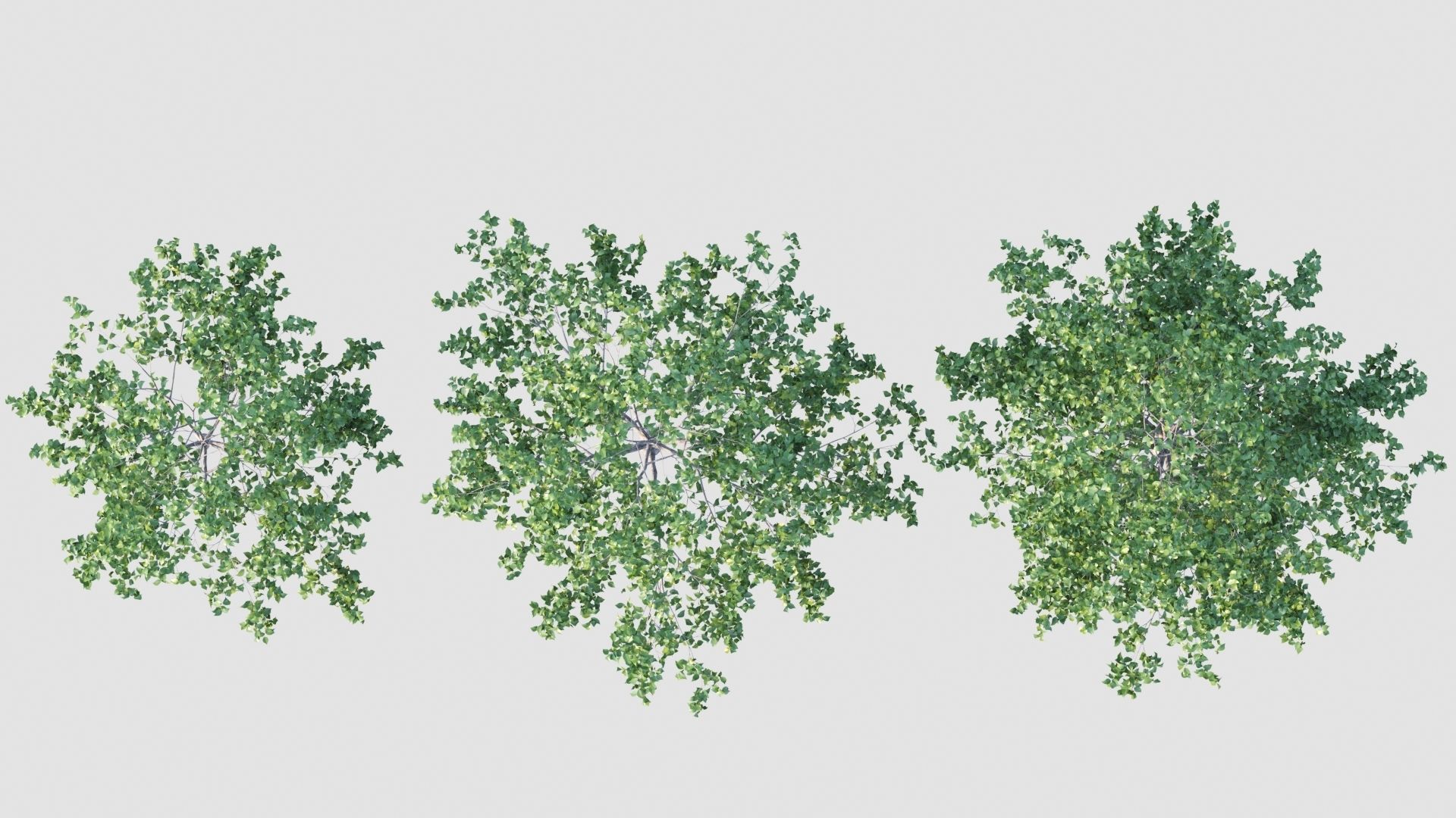 birch tree 3D model_6