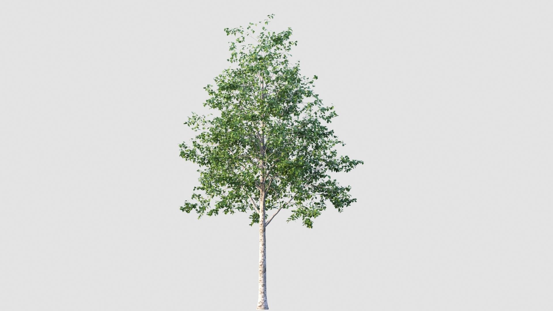 birch tree 3D model_5