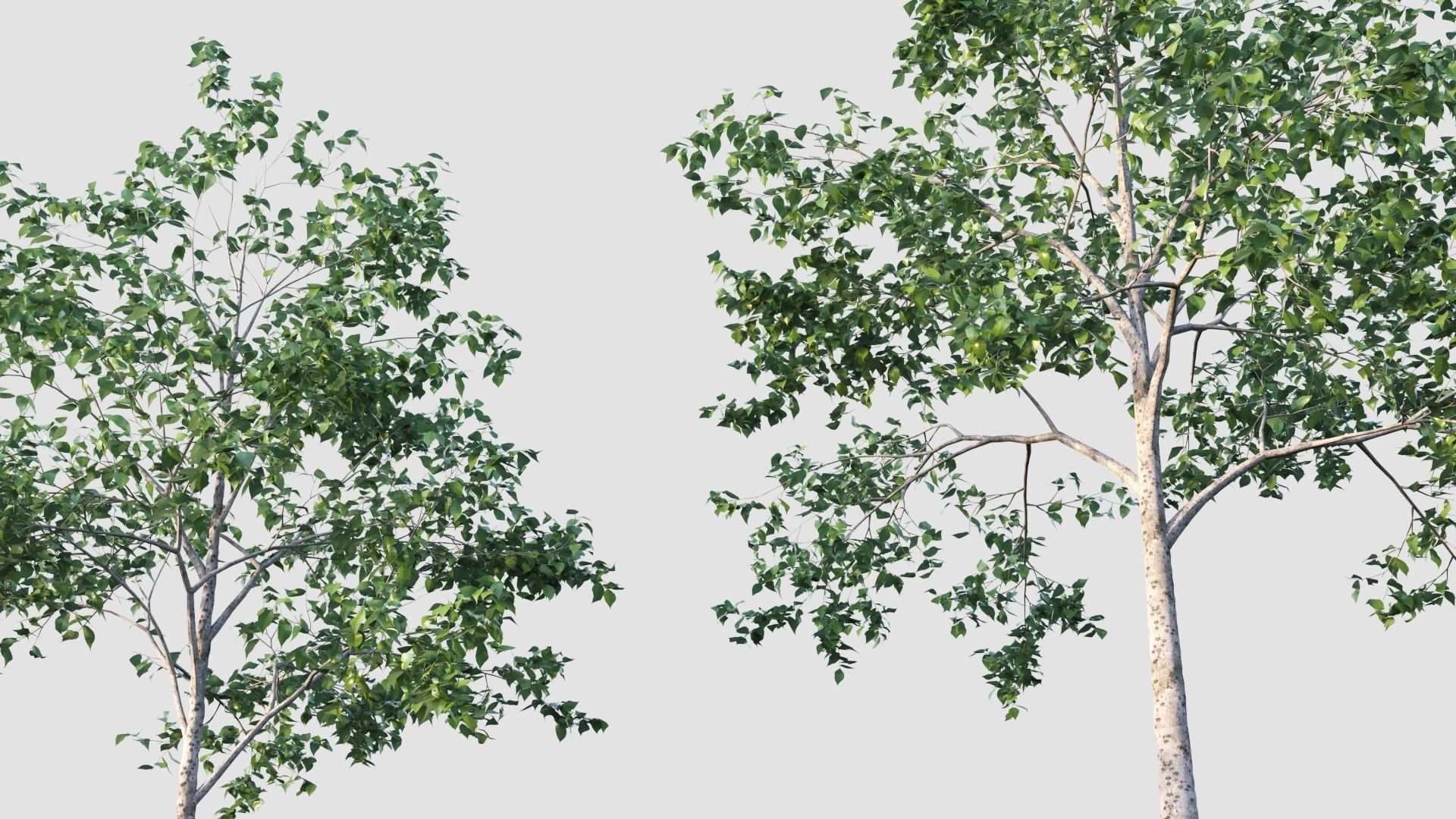 birch tree 3D model_1