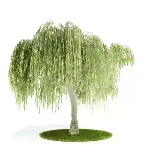Weeping Willow Tree