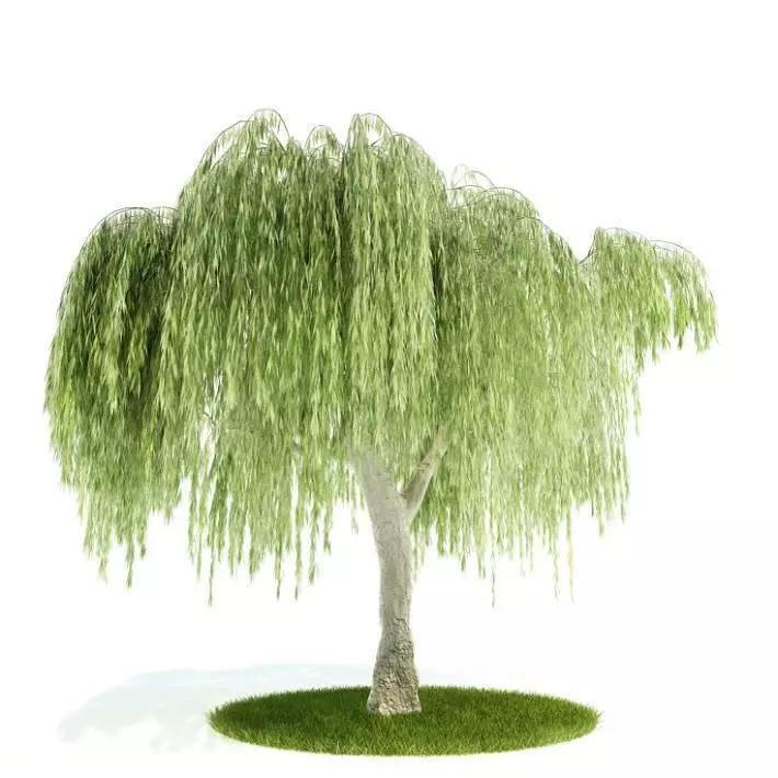 Weeping Willow Tree 3D model_0