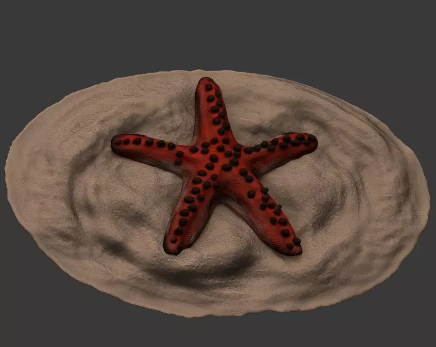 Starfish Seastar chocolate 3D print model_0