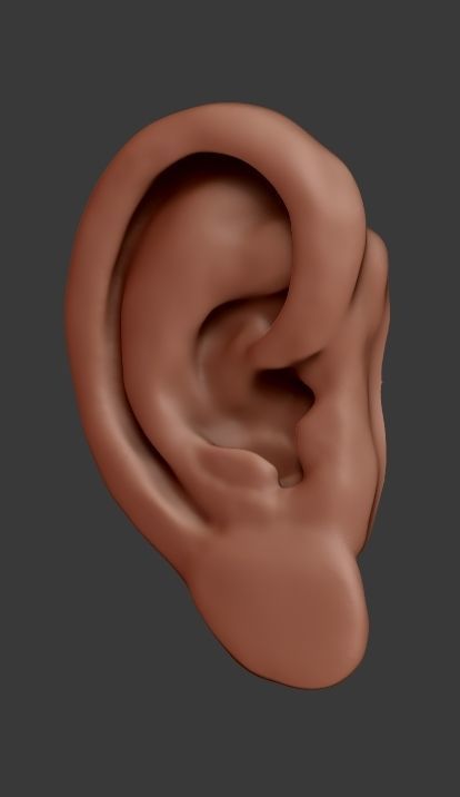 Ear Model 3D print model_1