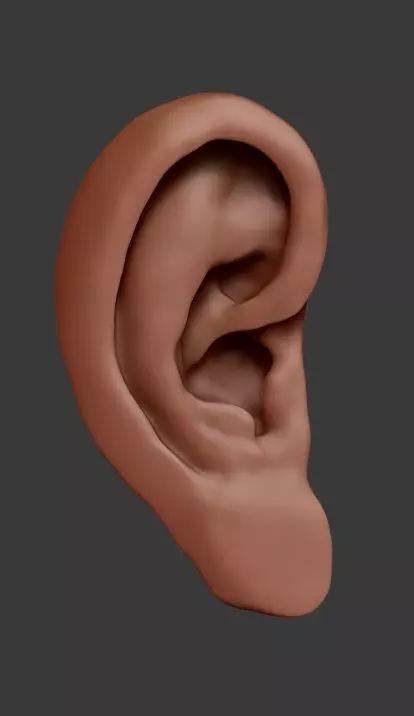 Ear Model 3D print model_0