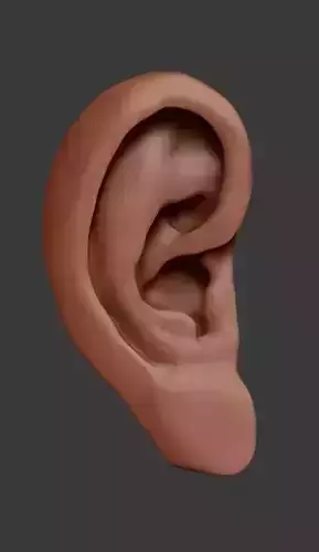 Ear Model