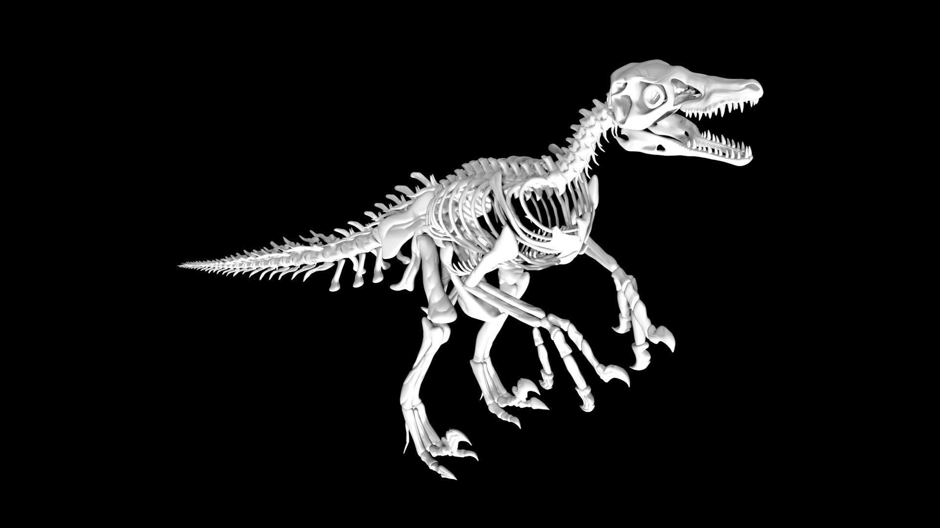 Velociraptor skeleton Low-poly 3D model_7