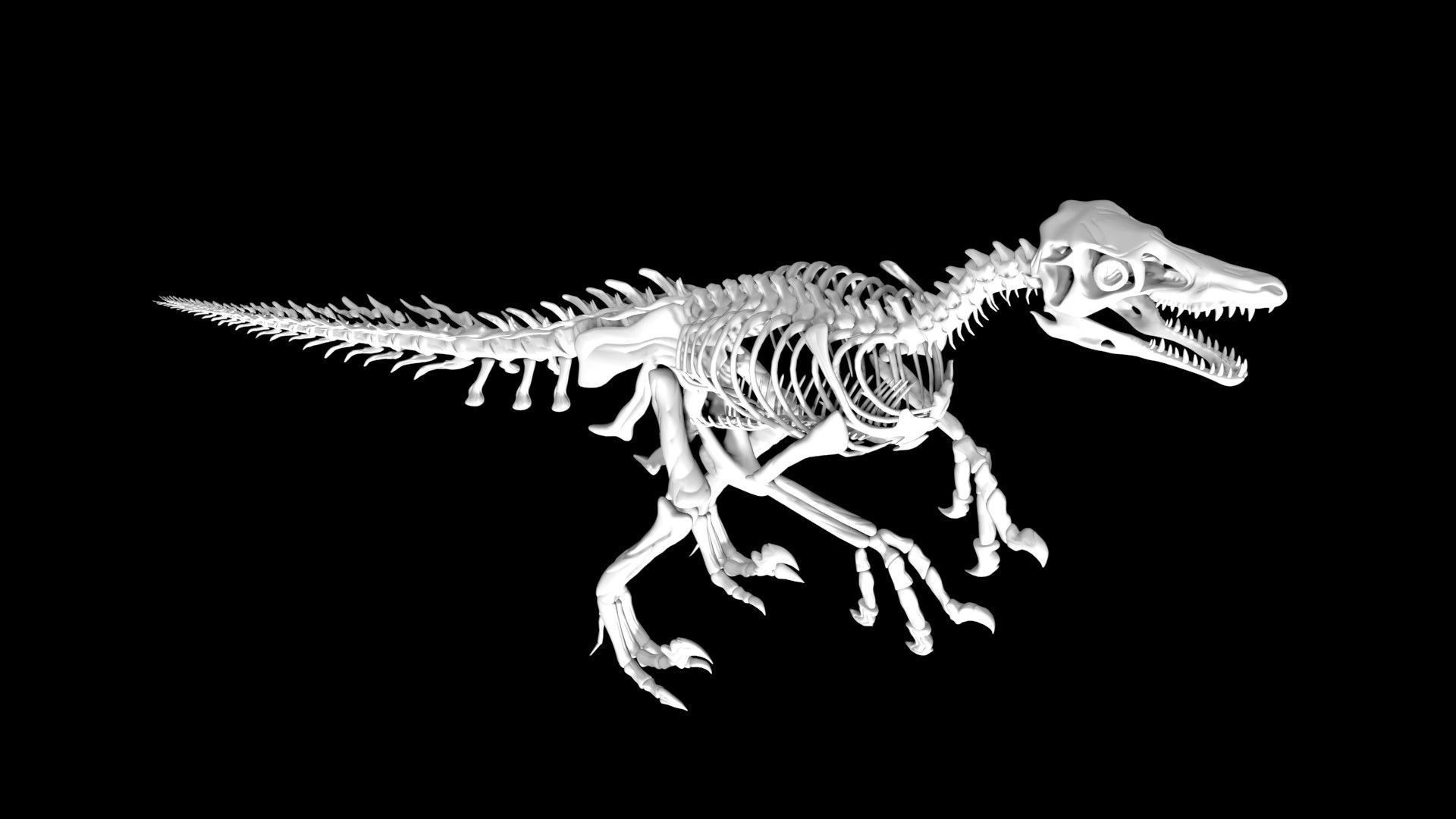 Velociraptor skeleton Low-poly 3D model_2