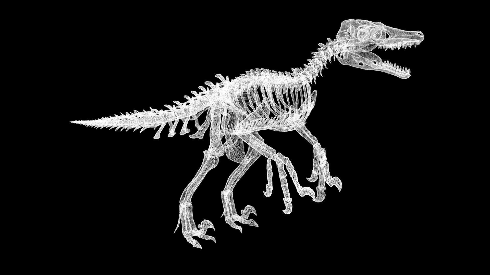 Velociraptor skeleton Low-poly 3D model_8