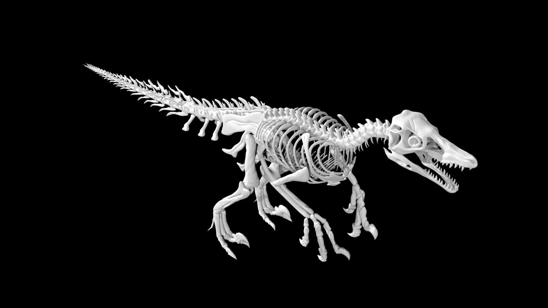 Velociraptor skeleton Low-poly 3D model_1