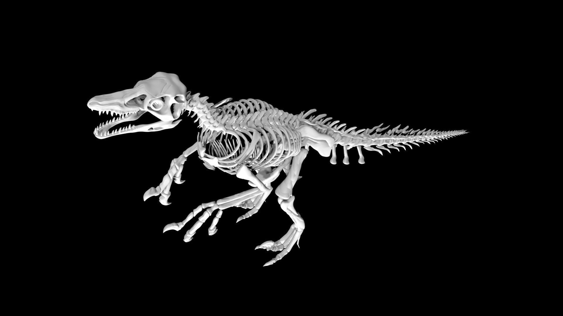 Velociraptor skeleton Low-poly 3D model_5