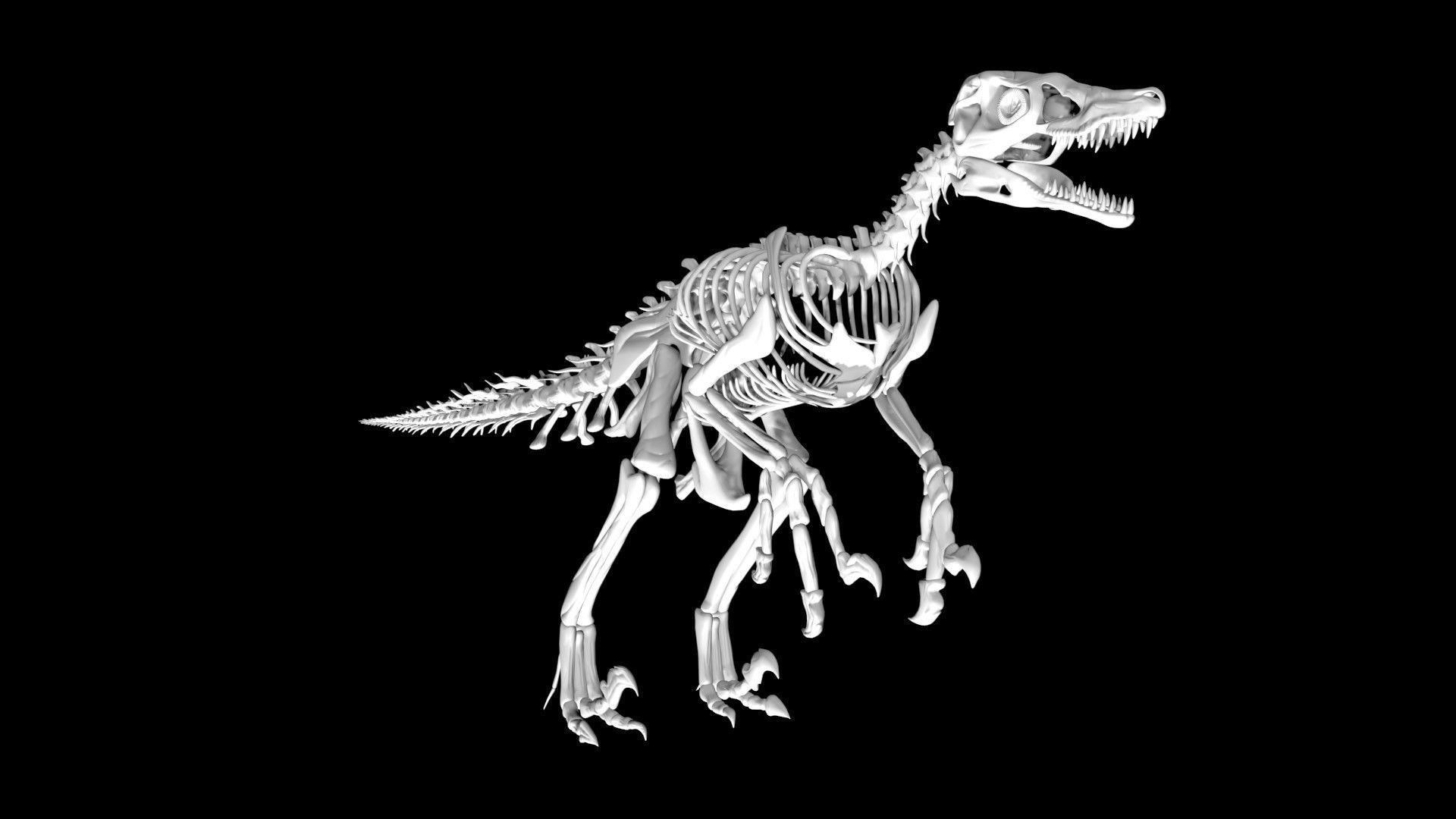 Velociraptor skeleton Low-poly 3D model_3