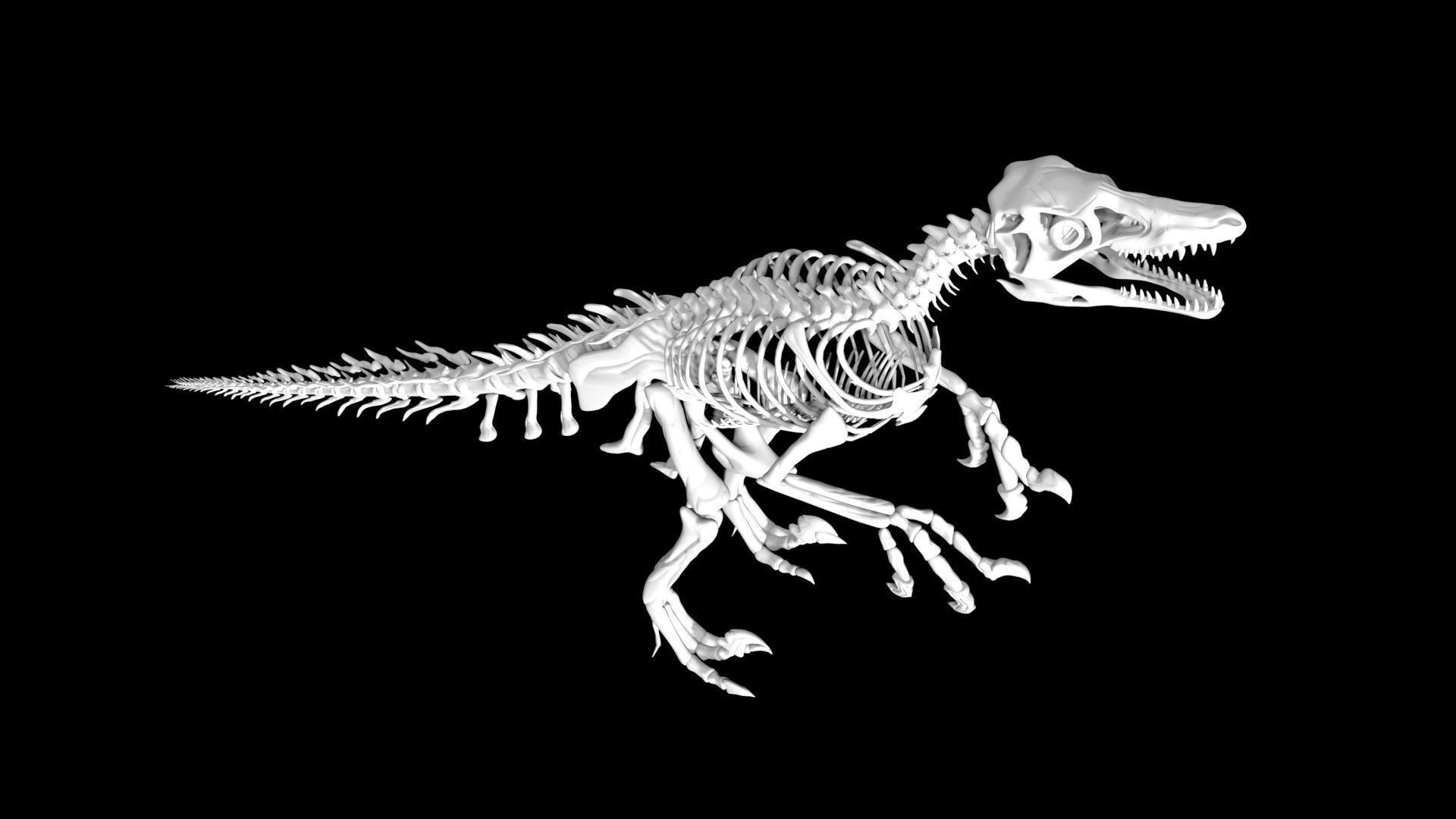 Velociraptor skeleton Low-poly 3D model_6