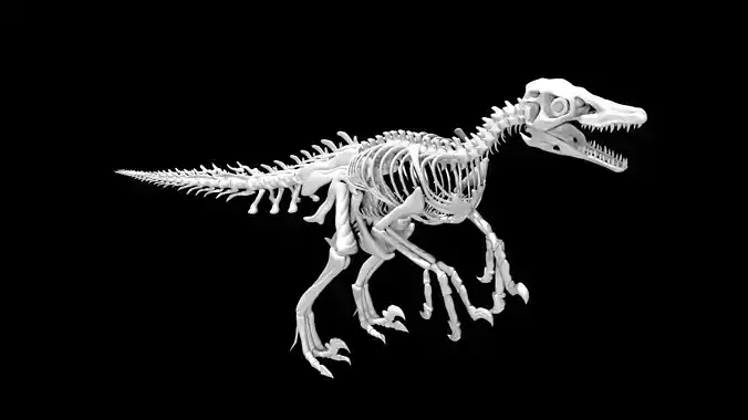 Velociraptor skeleton Low-poly 3D model