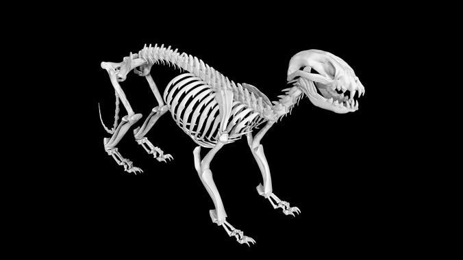 Raccoon skeleton Low-poly 3D model