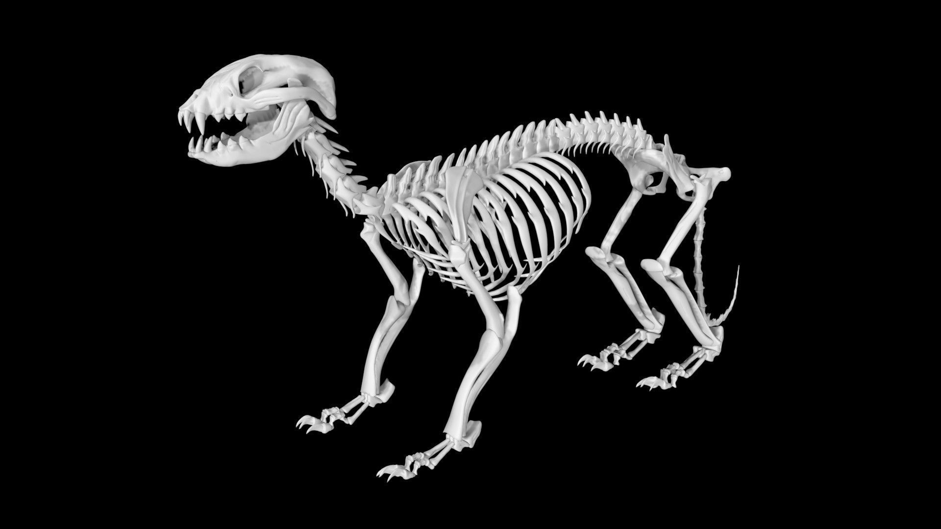 Raccoon skeleton Low-poly 3D model_4