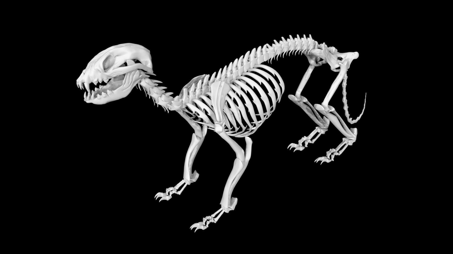 Raccoon skeleton Low-poly 3D model_3