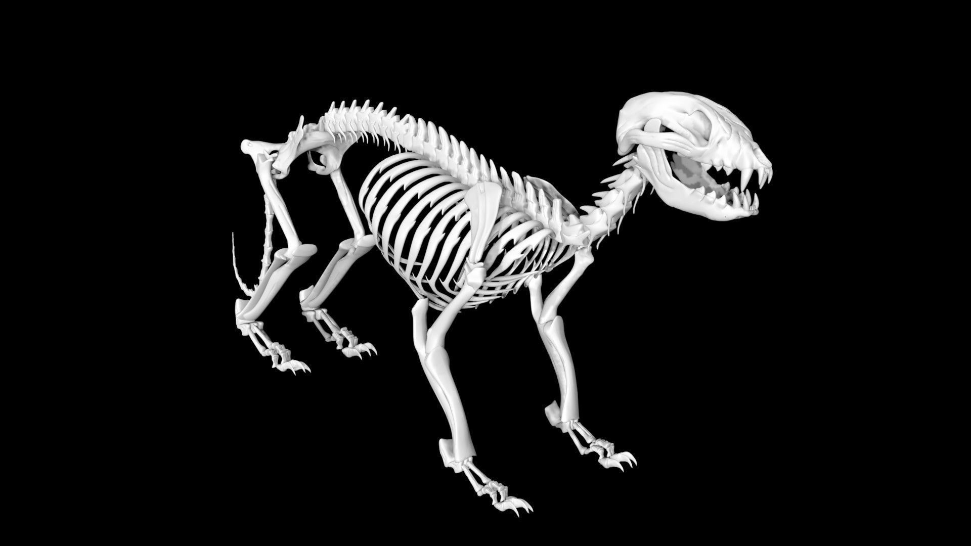 Raccoon skeleton Low-poly 3D model_6