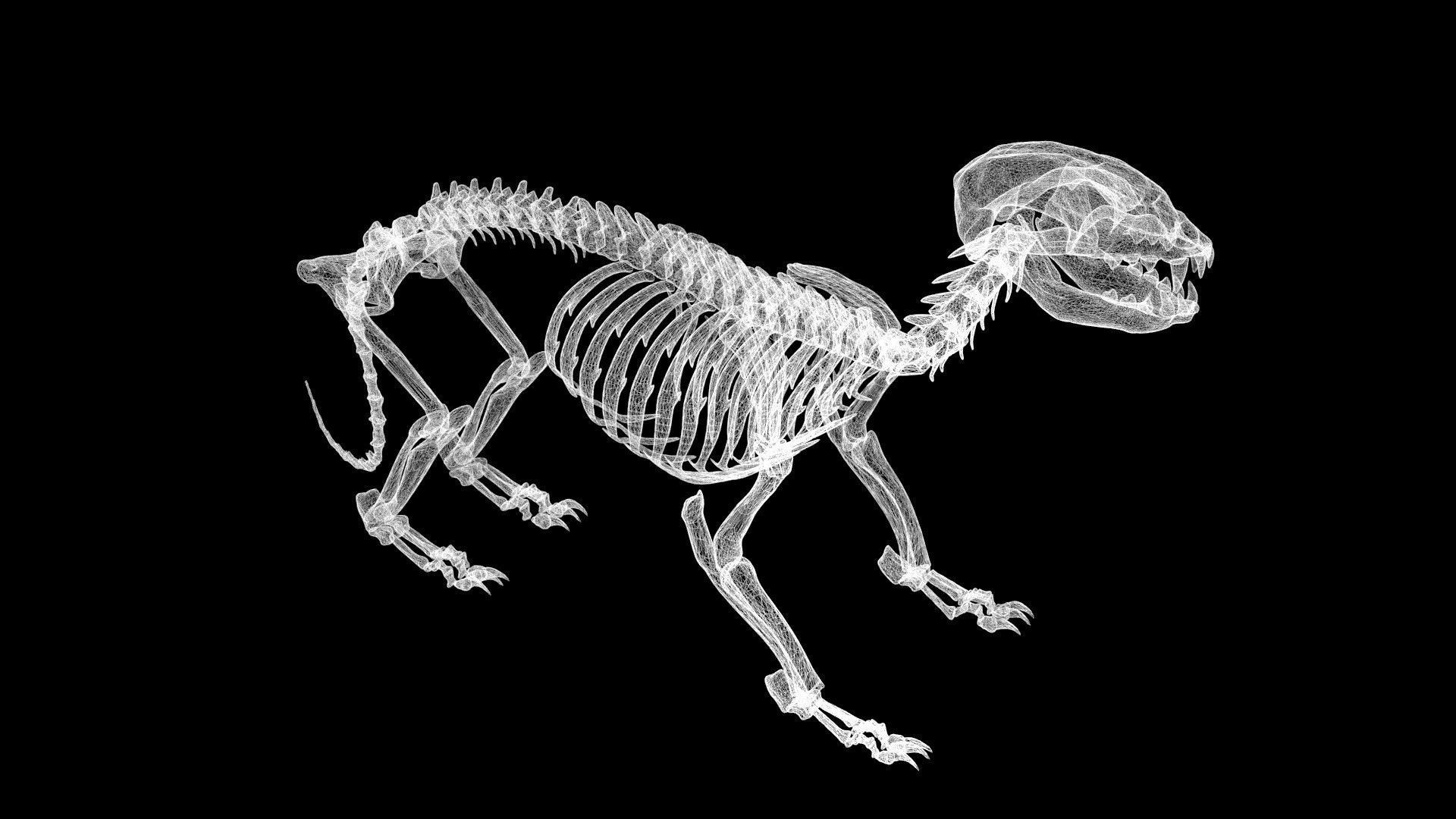Raccoon skeleton Low-poly 3D model_7