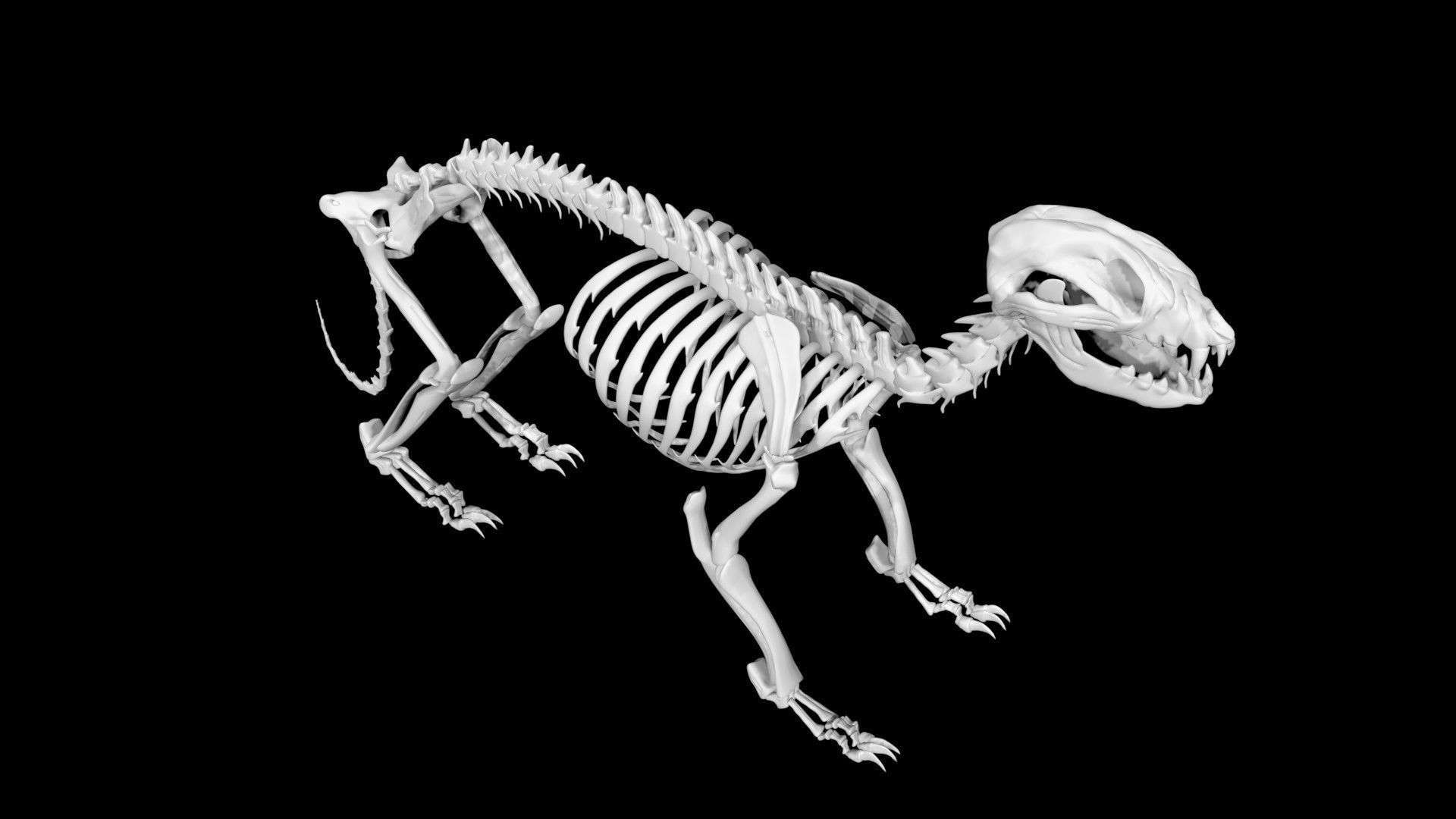 Raccoon skeleton Low-poly 3D model_2
