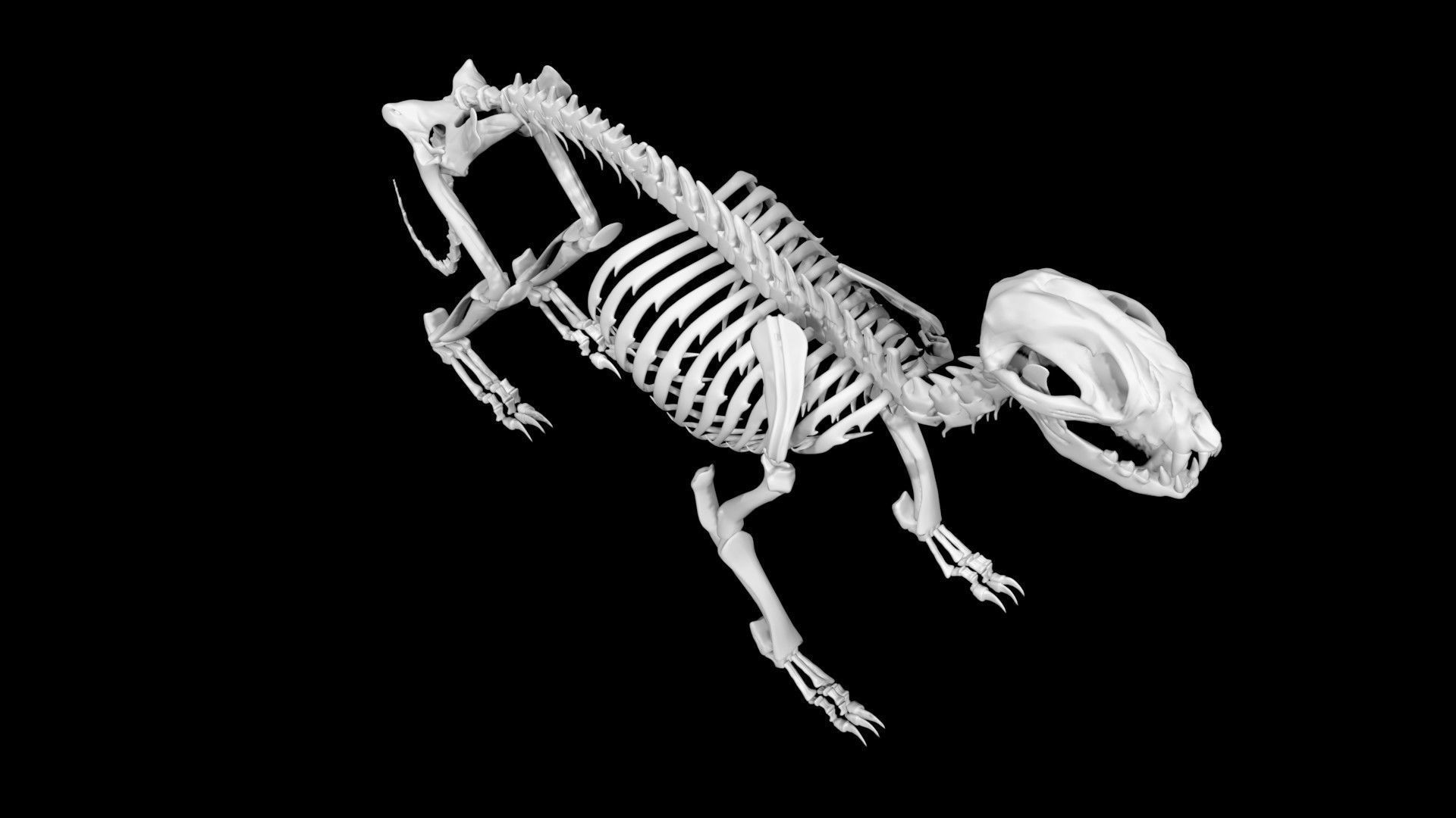 Raccoon skeleton Low-poly 3D model_1