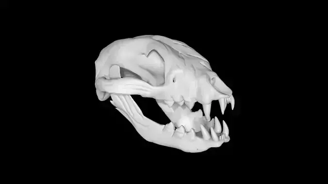Raccoon skull