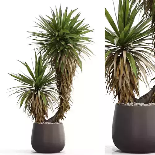 Plants collection 688 3D model