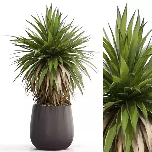 Plants collection 689 3D model