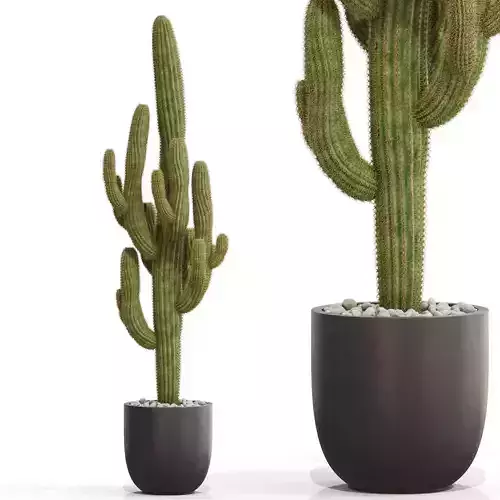 Plants collection 690 3D model