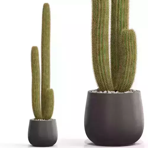 Plants collection 691 3D model
