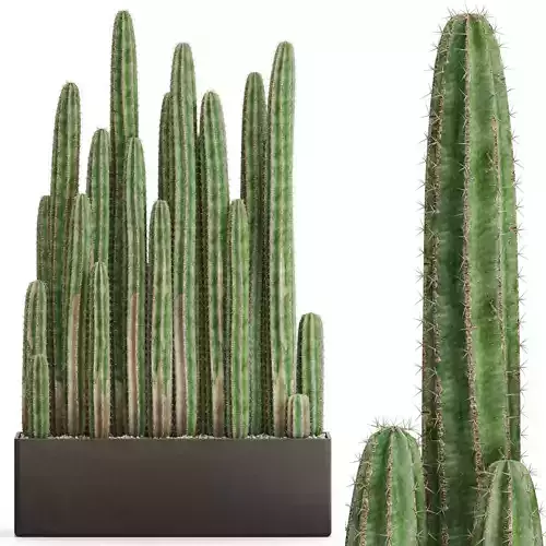 Plants collection 693 3D model