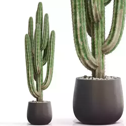 Plants collection 694 3D model