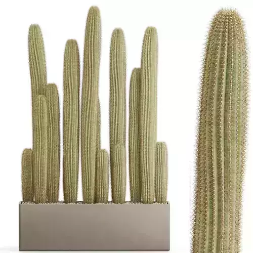 Plants collection 696 3D model