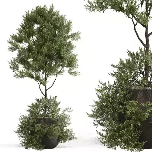 Plants collection 697 3D model