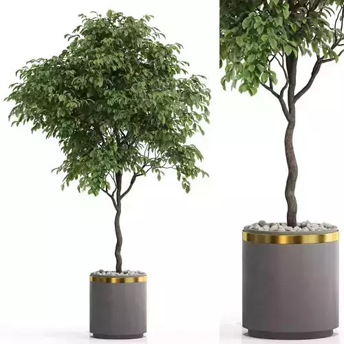 Plants collection 698 3D model