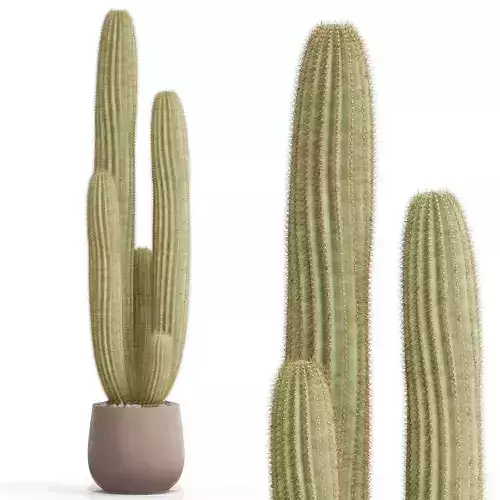 Plants collection 699 3D model