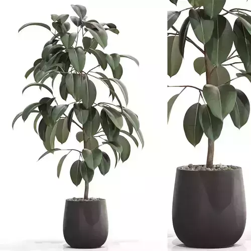 Plants collection 701