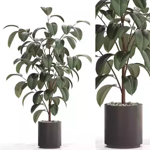 Plants collection 702