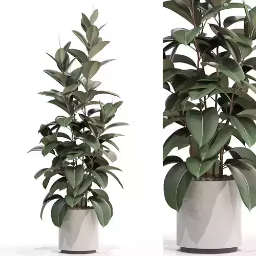 Plants collection 703