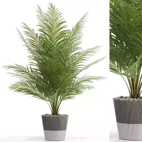 Plants collection 704