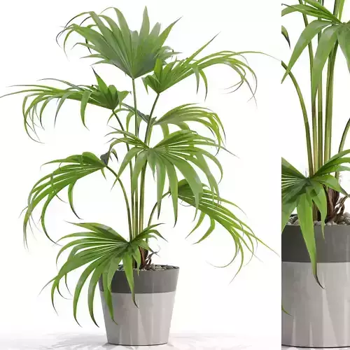 Plants collection 705 3D model