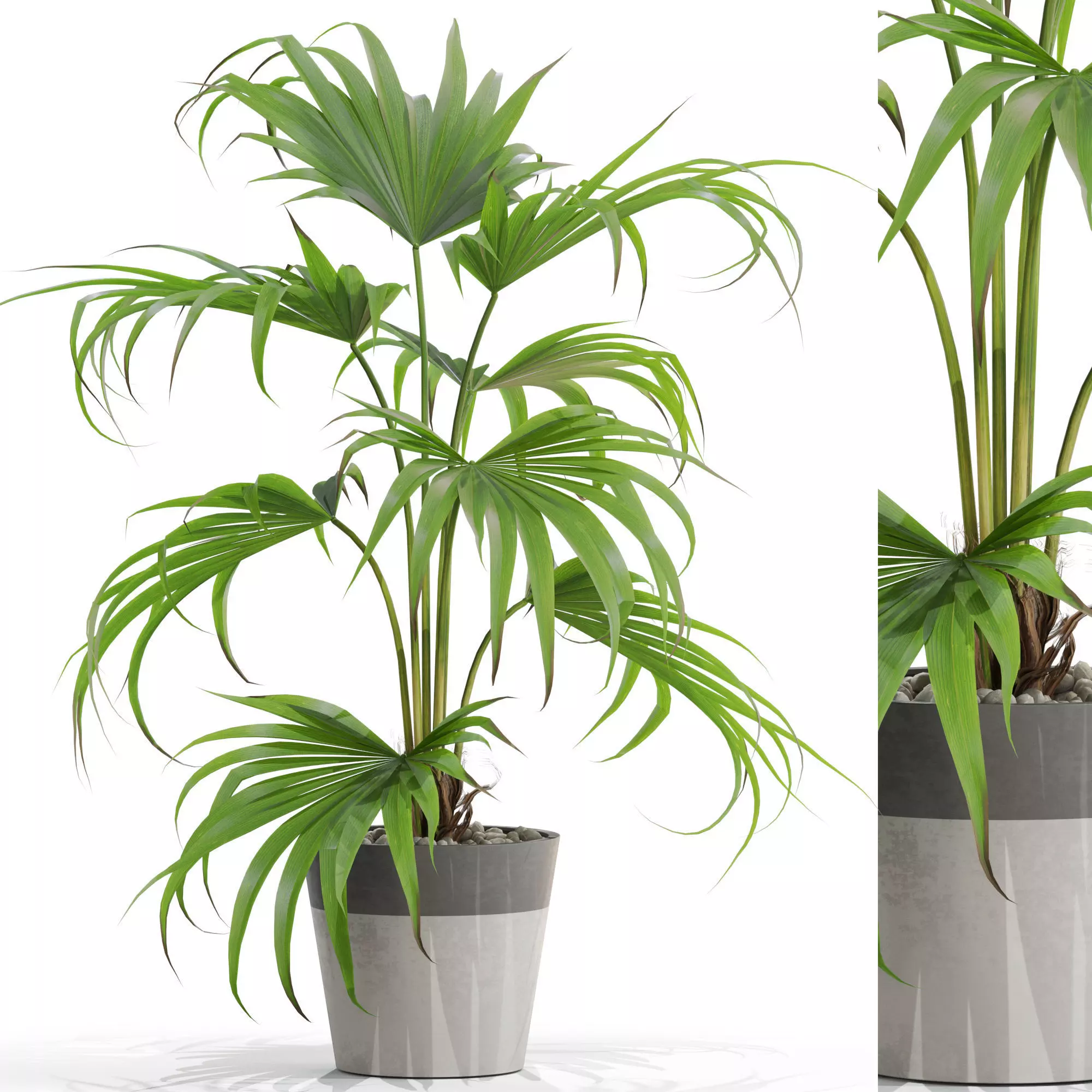Plants collection 705 3D model_0