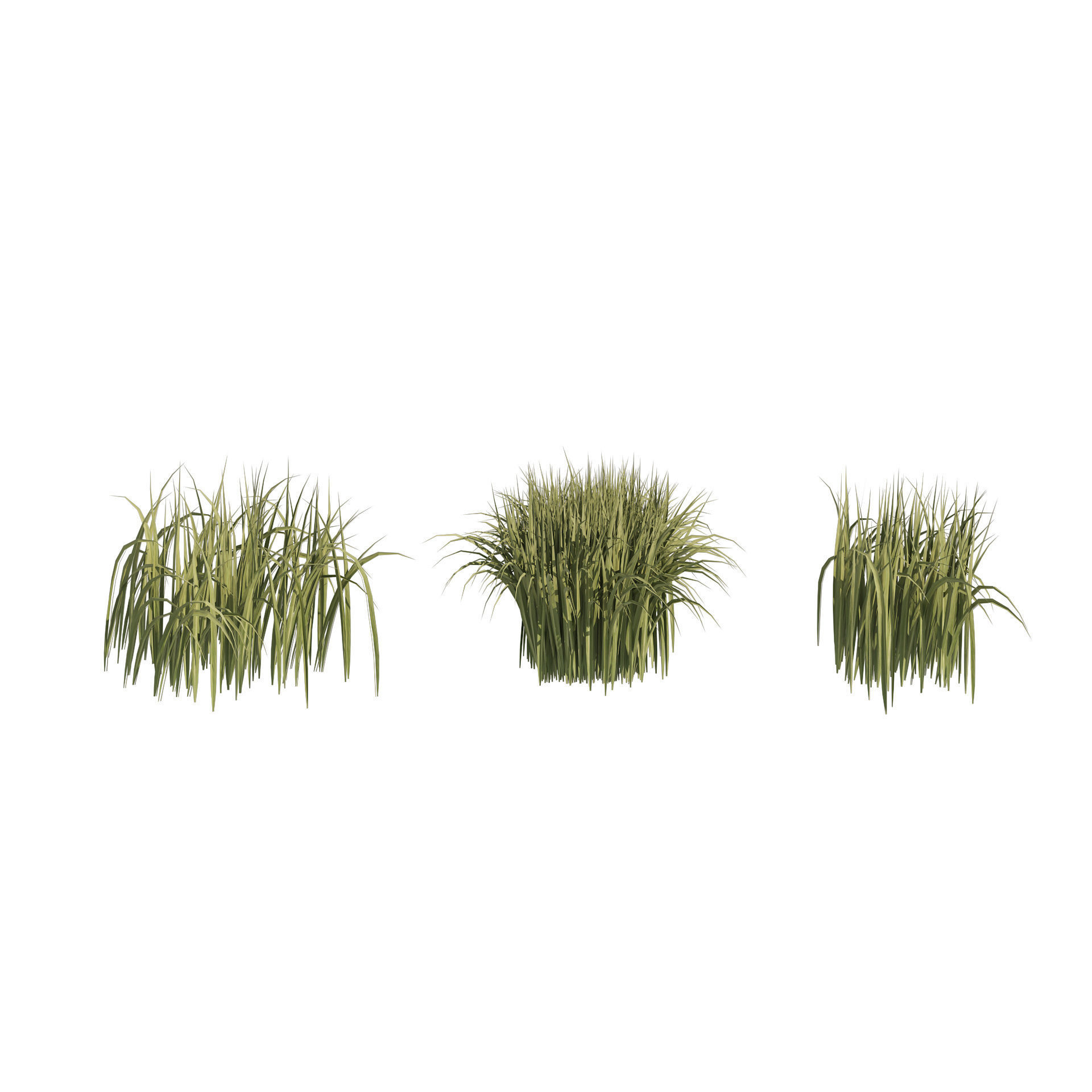 Tall grass Ryegrass 3D model_5