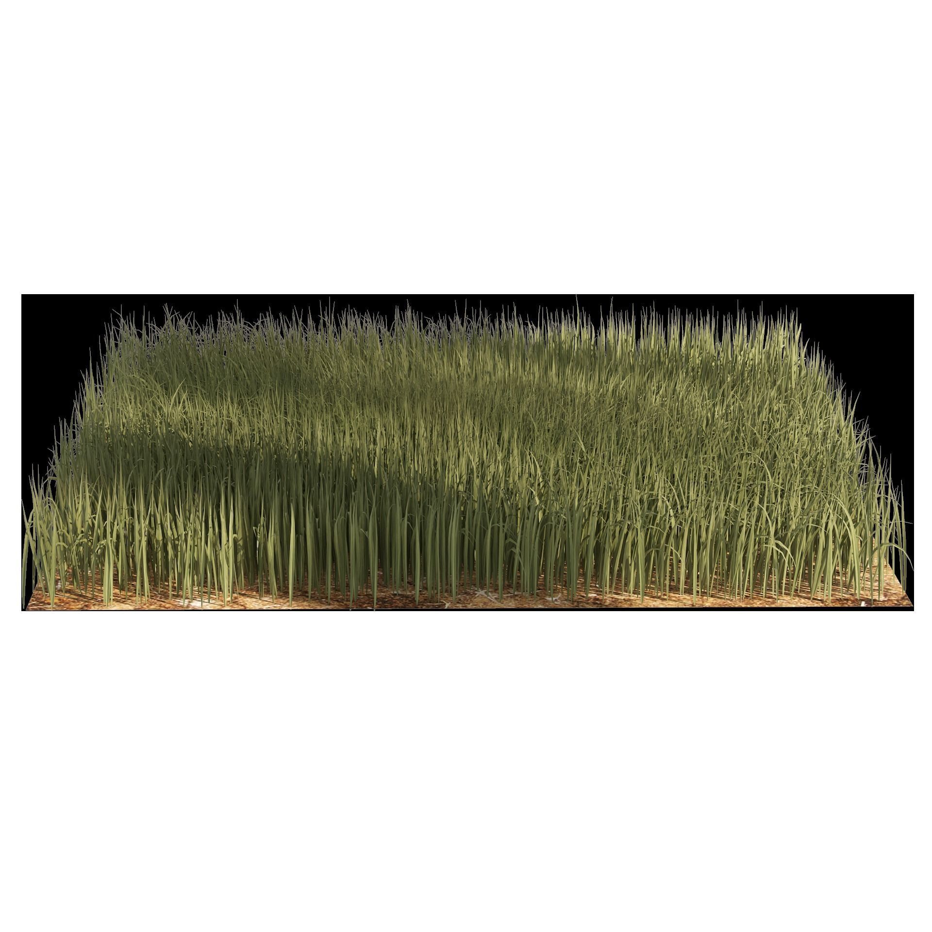 Tall grass Ryegrass 3D model_8