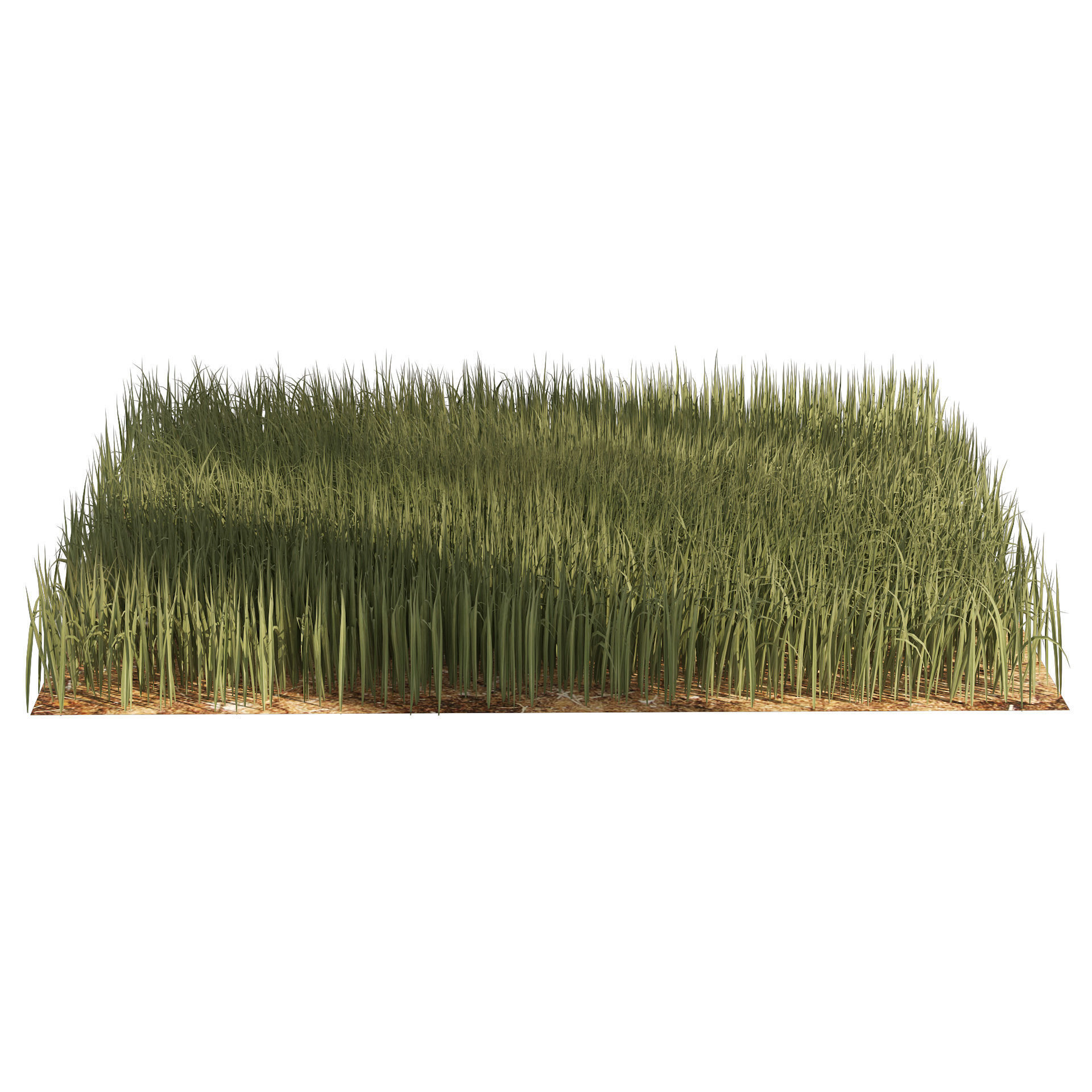 Tall grass Ryegrass 3D model_4