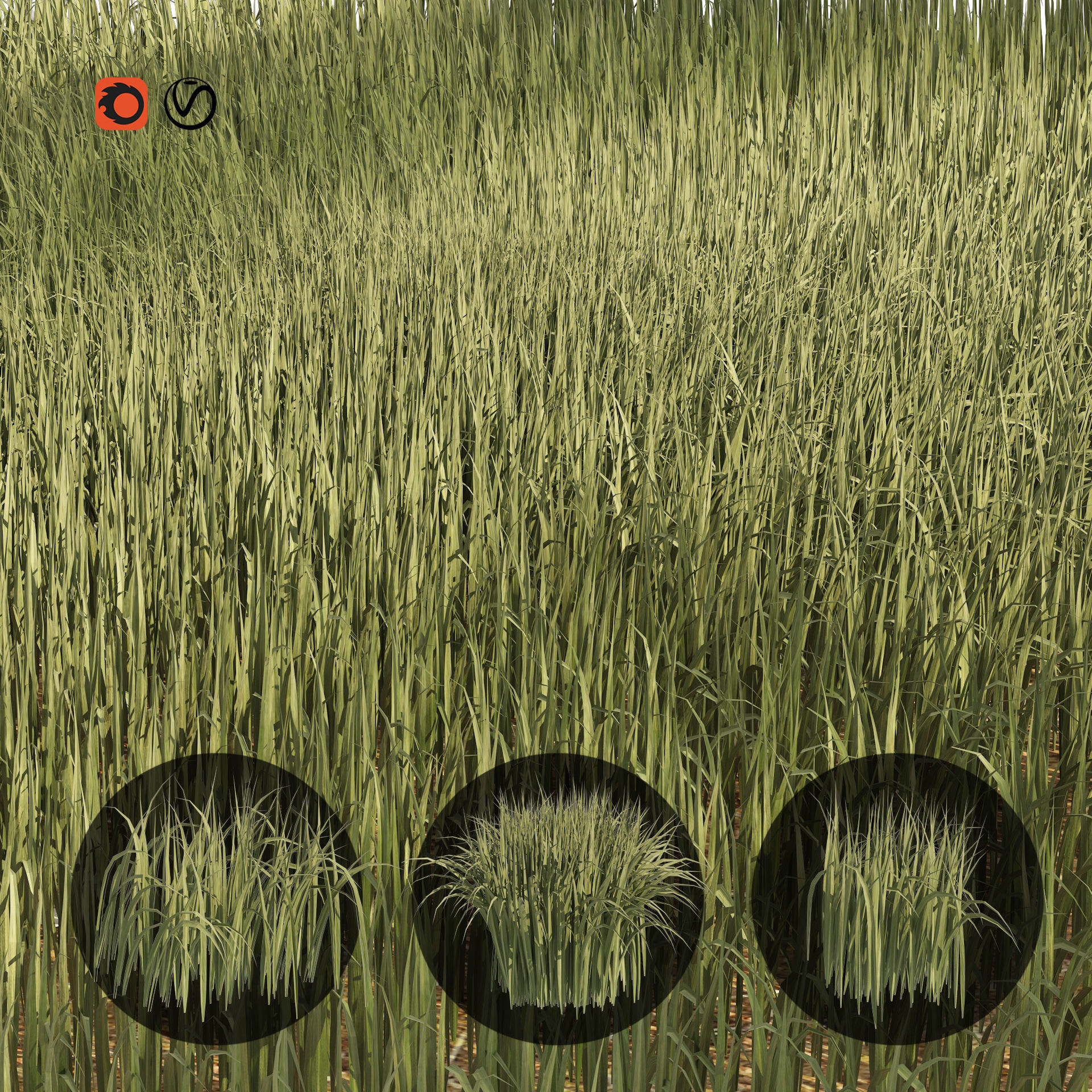 Tall grass Ryegrass 3D model_9