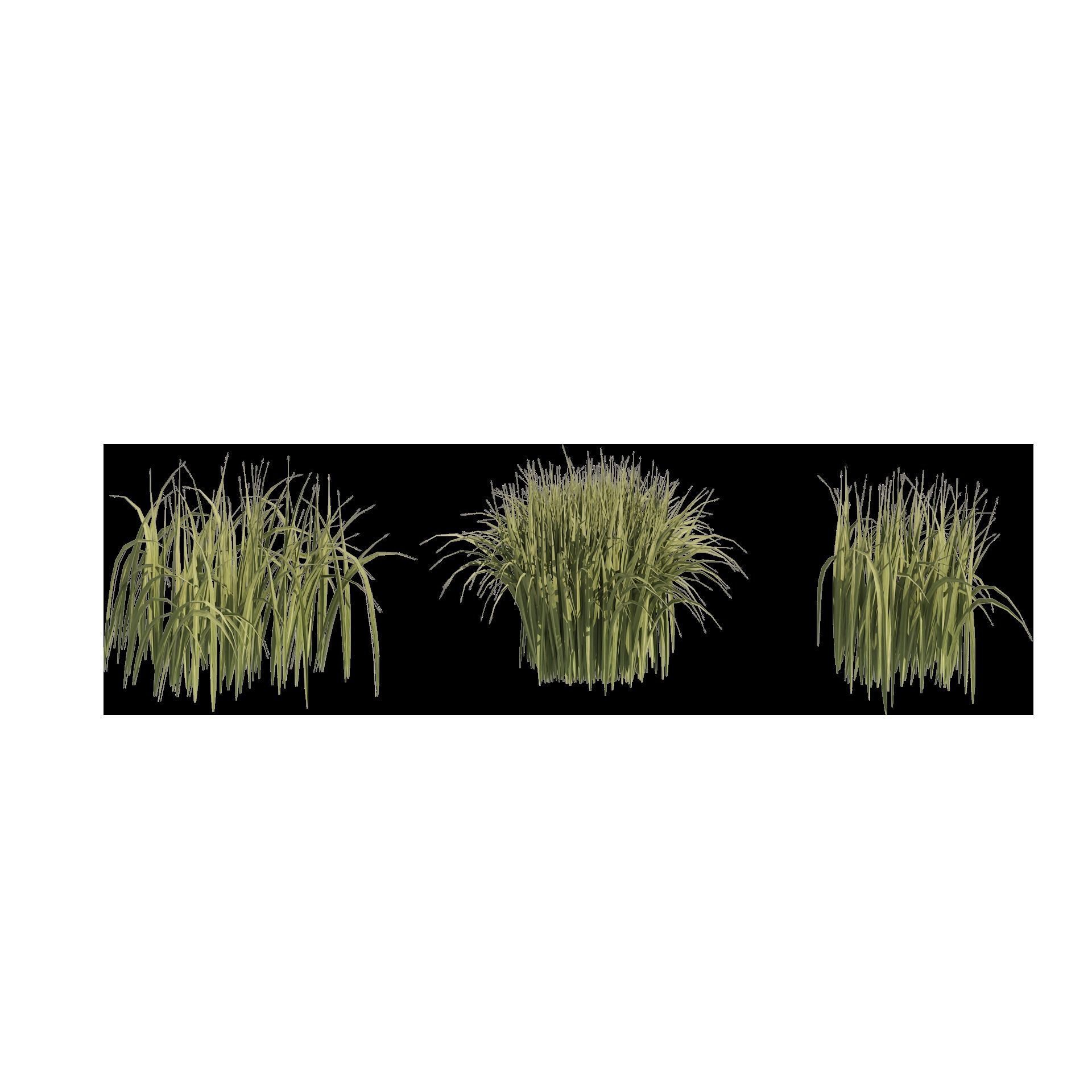 Tall grass Ryegrass 3D model_7